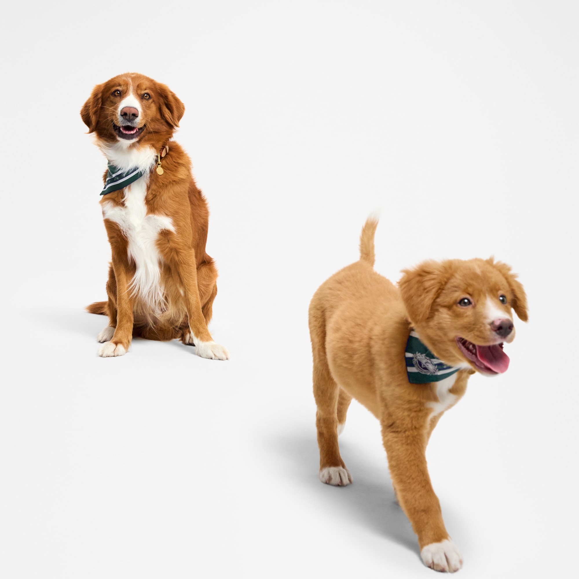 ルイヴィトン Louis Vuitton 犬用バンダナ 青緑 犬用バンダナ ルイ